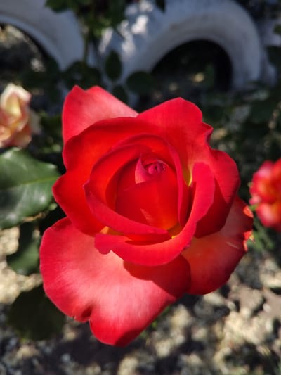 A close-up, slightly overhead shot captures a vibrant red rose in full bloom. The rose's petals are a deep red, transitioning to a lighter pink or yellow at their edges, with a hint of yellow peeking from the center. The bloom is the primary subject, sharp and in focus, occupying most of the frame. To the left and slightly behind the main rose, another rose, or a portion of one, is visible, appearing lighter in color and out of focus. Green rose leaves are also visible on the left side of the image. The background is a blur of dark green foliage, dappled with sunlight, and what appears to be a textured, light-colored, curved object, possibly a garden ornament or wall. The ground beneath is a mix of pebbles and mulch. The image appears to be taken outdoors in a garden setting. There are no people or animals present. The scene does not provide any specific clues to its location in Bila Krynytsia, Ukraine.