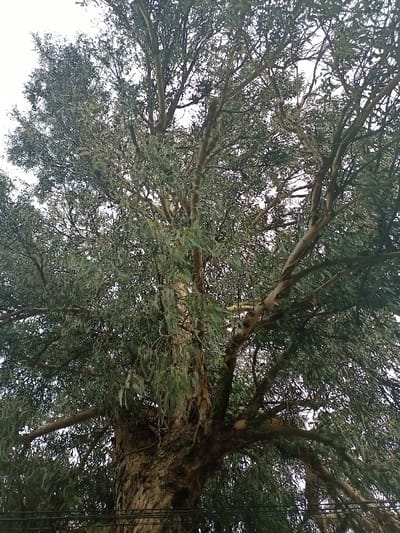 A towering eucalyptus tree fills the frame, its thick, textured bark visible at the base. Slender, green leaves densely populate its branches, creating a full canopy. The tree's branches reach upward and outward, forming an intricate network against a bright sky. Some utility wires cut across the very bottom of the image.