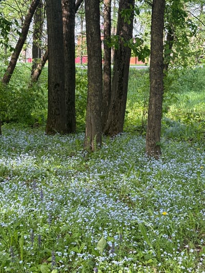 The image shows a ground covered with forget-me-not flowers and green grass. Several tree trunks are visible, suggesting a wooded area or park. A building with a red roof is partially visible between the trees. The location is Novosinkovo, Russia.