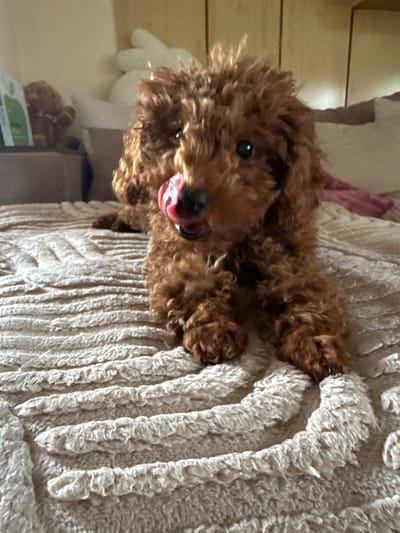 A brown, fluffy dog with its tongue out lies on a textured, cream-colored blanket. The background includes a wall, and out of focus, various objects including a white stuffed animal. The location is not discernible from the image.