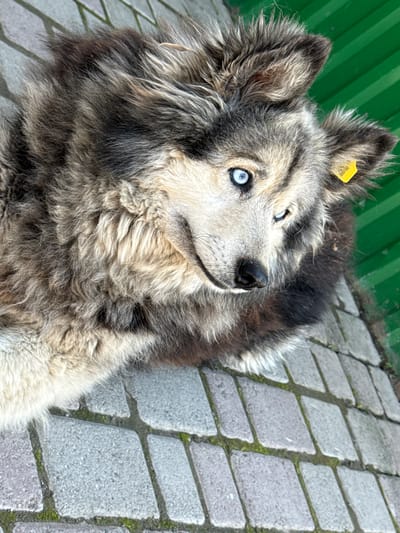 A fluffy dog with striking blue eyes is lying on a stone pathway in front of a green corrugated metal fence. The dog has a yellow tag attached to its right ear, with a QR code printed on it. The stone pathway is made of interlocking grey pavers, with some green moss growing in the cracks between them. The dog is facing to the right, with its head slightly tilted. Its fur is a mix of brown, grey, and white, and it appears to be well-groomed despite the shaggy texture. The lighting suggests it is daytime, with soft shadows indicating an overcast or diffused light source. The overall scene is one of an urban environment, possibly a street or alleyway in Onguday, Russia, given the common practice of tagging stray animals in such locations.