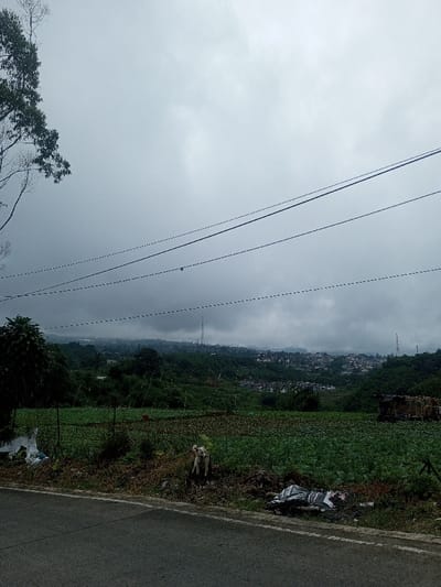 The image depicts a rural to semi-urban landscape in Eheliyagoda, Sri Lanka, under an overcast sky. In the immediate foreground, the edge of a dark grey asphalt road is visible, running horizontally across the lower part of the frame. Adjacent to the road, a dirt verge features scattered refuse, including white plastic bags and dark fabric scraps. A small, light-colored dog with a wagging tail stands on the verge, facing right, near the center-bottom of the image.
Beyond the verge, a cultivated field of green leafy plants, possibly cabbage, extends into the midground. A dark fence line, likely wire, runs across the field. To the far right, partially obscured by the fence, is a small, dilapidated wooden or corrugated metal structure. A large tree with dark green foliage and bare branches is visible on the far left, partially cropped at the top and left edges. Several dark power lines or communication cables traverse the sky horizontally across the middle of the frame.
In the background, rolling hills covered in lush green vegetation rise, partially obscured by low-hanging grey clouds. A cluster of buildings, indicative of a distant town or settlement, is visible on the hillsides. Multiple tall, slender transmission towers or communication masts project above the tree line on the hills. The sky is entirely covered by a thick layer of grey clouds, suggesting overcast weather.
