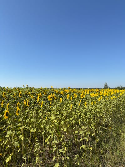 The image shows a wide, horizontal view of a large field of sunflowers under a clear blue sky. The sunflowers are mostly yellow and green, with many facing towards the viewer. The field extends into the distance, with the sunflowers gradually becoming smaller and less distinct. The ground beneath the sunflowers is a mixture of dry soil and green grass. In the far distance, a single tree is visible on the right side of the frame, and a line of trees forms a distant horizon. The location is identified as Brailiv, Ukraine. There are no people or animals visible in the image. The scene is one of natural agricultural beauty on a sunny day.