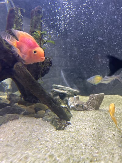 A close-up shot of an aquarium, featuring multiple fish and decorative elements. A pink-orange blood parrot cichlid is prominent in the lower left quadrant, positioned near a piece of dark-colored driftwood or rock. Bubbles are visible in the water column, suggesting the presence of an aeration system. The background includes a gravel substrate, and a decorative silver-colored object resembling a log cabin or tribal mask. A few other fish are present, including one yellow and another almost transparent, which are partially obscured by the bubbles and depth of field. The location in Cheongju-si, South Korea, cannot be determined from the image alone.