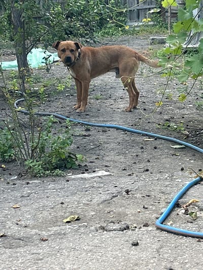 A brown dog with dark markings around its eyes stands on a paved surface surrounded by greenery. The dog is looking directly at the camera, with its head tilted slightly. It is wearing a collar. To the left of the dog, there are lush green leaves from a vine, and further in the background, a wooden fence is visible. A blue hose lies on the ground, curving through the scene. The ground is a mix of asphalt and dirt, with small stones and fallen leaves scattered about. The overall setting appears to be an outdoor area, possibly a yard or garden. The lighting suggests it is daytime, with a slightly overcast or diffused light.