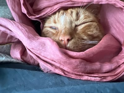 The image presents a close-up of an orange tabby cat. The cat is sleeping, with its eyes closed, and its head and upper body are wrapped in a pink, crinkled fabric, appearing as a soft scarf or light blanket. The fabric displays multiple folds and variations in texture. Visible features of the cat include its pink nose, white whiskers extending laterally, and distinct lighter orange fur markings on its forehead. A section of a grey textured fabric is partially visible beneath the pink material on the upper left. The lower frame reveals a dark blue or teal fabric, consistent with a bed or sofa covering. The visual data within the image does not provide sufficient information to determine a specific location in the city of Worthing, United Kingdom.