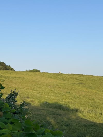 The image shows a rolling green hillside under a clear blue sky. In the distance, on the crest of the hill, there are two small figures, possibly sheep or people, and a cluster of trees can be seen on the left side of the frame. The foreground is dominated by dark green foliage. The scene appears to be a natural landscape, possibly a park or a rural area.