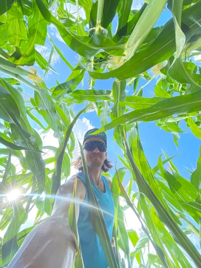 A low-angle, wide shot shows a person standing in a cornfield, with their arm extended as if taking a selfie. The person is wearing a blue tank top, sunglasses, and a bandana on their head. The sun is shining brightly, creating lens flare and highlighting the green corn stalks and blue sky. The image appears to have been taken in Perevoznoe, Russia, on a sunny day. The corn stalks are tall and lush, with some tassels visible. The sky is a clear blue with a few wispy clouds. The overall impression is one of a vibrant, summery scene.