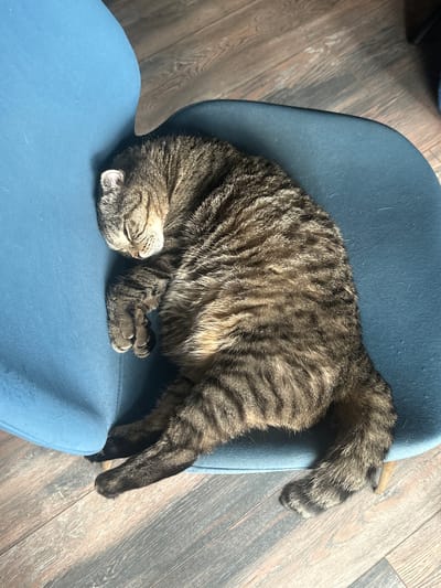 A tabby cat is sleeping on a blue chair. The cat is lying on its side, with its head tucked in and its paws curled up. Its fur is a mix of brown, black, and gray stripes. The chair is a modern design with a curved back and seat. The floor is made of wood planks, with a visible grain pattern. The lighting suggests it is daytime, possibly indoors. The overall scene conveys a sense of peace and relaxation.
