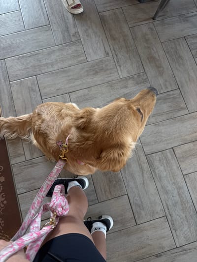 A golden retriever dog stands looking up, restrained by a pink camouflage-patterned leash held by a person wearing black shorts, white socks, and black-and-white sneakers. The dog has a pink collar with a dog bone tag. The scene is indoors, evidenced by a tiled floor in a herringbone pattern. Part of a chair is visible in the top left corner. Part of a decorative mat or rug is in the lower right corner. The location in the city of South Padre Island, United States of America is not discernible from the image.