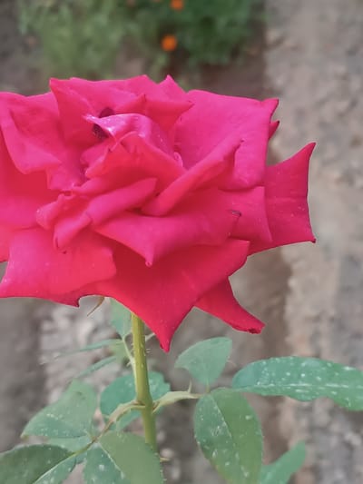 A close-up, eye-level, vertical shot captures a vibrant pink rose in bloom, its petals tightly furled in the center and fanning outwards. The rose is positioned on the right side of the frame, with its stem and a few green leaves visible towards the bottom and left. The background is softly blurred, featuring earthy tones of beige and brown, with a hint of green foliage and orange blossoms in the upper left corner, suggesting an outdoor garden setting in Uchqo'rg'on, Uzbekistan. There are no people or animals present in the image. The lighting appears to be natural daylight, casting gentle shadows and highlighting the texture of the rose petals.