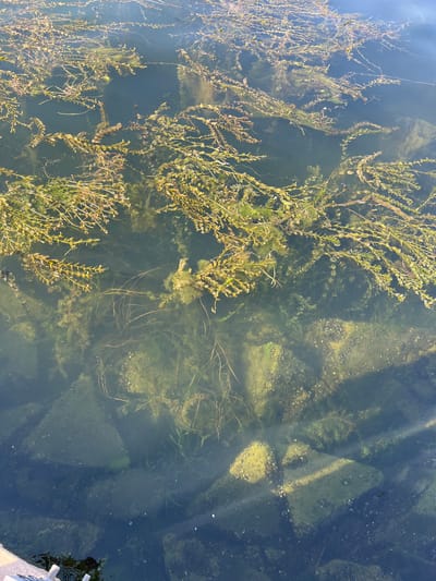 The image shows a top-down view of the shallow, clear water of a body of water, likely a river or lake in Korzhevo, Moldova. Submerged aquatic vegetation, predominantly leafy green plants and some filamentous algae, are clearly visible and fill much of the frame. The plants are varied in color, ranging from bright green to a yellowish-brown, indicating different species or stages of growth. Sunlight penetrates the water, illuminating the submerged rocks and the sandy or silty bottom in some areas. The water surface reflects the sky, creating a blueish tint in some parts of the image, and dappled shadows from unseen objects fall on the water and the bottom. The overall scene is peaceful and natural, suggesting a calm day. There is no visible text, people, or obvious activity taking place, other than the gentle movement of the plants in the water. The quality of the light suggests it is daytime, possibly late morning or early afternoon, given the intensity of the sunlight. The presence of aquatic plants and clear water indicates a healthy aquatic ecosystem.