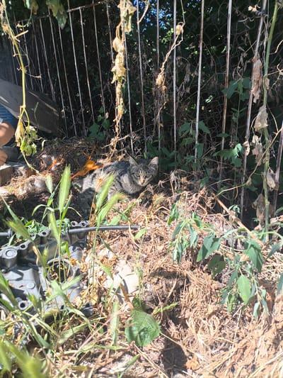 A tabby cat is lying down amidst dry grass and weeds, partially obscured by a metal fence. To the left, a person's leg and hip are visible, wearing blue jeans and a white t-shirt. In the foreground, a piece of metallic machinery with a circular opening is partially covered by green grass. The scene appears to be an outdoor area, possibly a backyard or a neglected lot, in Малиновка, Kyrgyzstan. The lighting suggests it is daytime.