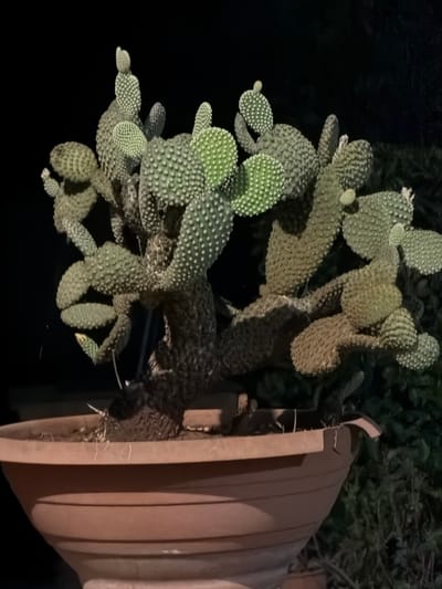 A prickly pear cactus, with its distinctive flattened, paddle-shaped cladodes, is displayed in a large brown pot. The cactus is densely covered in white areoles, from which tiny spines emerge. Some of the cladodes are a vibrant green, while others show a more muted, yellowish-green hue, indicating different stages of growth or exposure. The plant has a sprawling, somewhat chaotic growth pattern, with new pads emerging from older ones. In the background, dark foliage is visible, suggesting an outdoor setting. The pot itself is a substantial, ribbed terracotta-colored container, its texture adding to the earthy feel of the scene. The lighting appears artificial, casting shadows and highlighting the textures of the cactus and pot. The overall impression is one of a thriving, somewhat wild succulent plant in a rustic setting. No people or text are visible. The time of day appears to be night or very late evening, given the dark background. The location context provided is Carpignano Salentino, Italy.