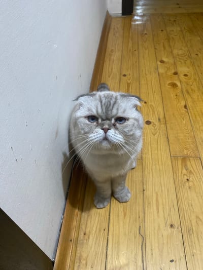 In Bakikhanov, Azerbaijan, a Scottish Fold cat with striking blue eyes and grey tabby markings sits on a polished wooden floor next to a textured white wall. The cat is positioned to the right of the frame, facing forward with its ears folded down. Its gaze is directed upwards, creating a slightly forlorn or questioning expression. The wooden floorboards are laid horizontally, showing a warm, natural grain and some minor imperfections. The wall behind the cat appears to be wallpapered, with a slightly rough texture. The lighting suggests an indoor environment, possibly a home, with a subtle reflection visible on the floor. The scene is static and lacks any human presence.