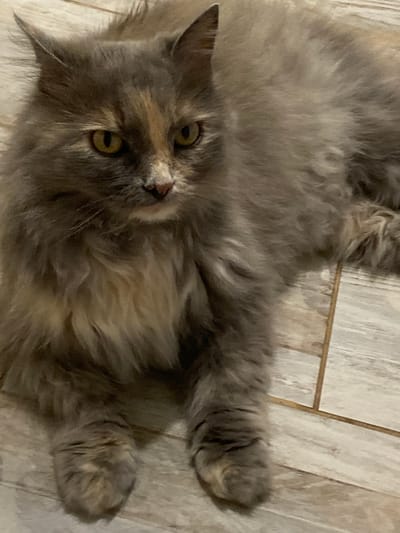 A long-haired tortoiseshell cat is lying on a light-colored wooden floor. The cat has yellow eyes, a pink nose, and its fur is a mix of grey, cream, and orange. Its paws are resting in front of it. The floor is made of planks with visible wood grain and is laid out in a pattern with thin, darker lines between the planks.