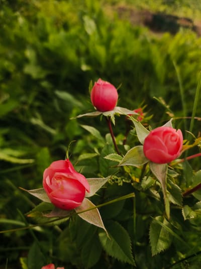The image shows three pink rosebuds on a bush with green leaves. The rosebuds are in various stages of opening, with one bud more open than the others. The background is a blur of green foliage, suggesting an outdoor setting. There are no people or other animals visible in the image. The lighting suggests it is daytime. This image was taken in Savino, Russia.