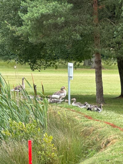 A group of geese are gathered on a grassy area, some near the edge of taller vegetation and reeds. A single tree with a wide trunk sits in the background, with another tree to the left partially obscured by foliage. A metal post with a sign is positioned near the geese, and there appears to be a red-painted object near the right edge of the image. The geese are a mix of gray and white.