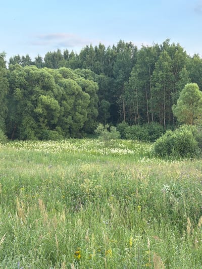 The image depicts a natural landscape in Mar'inskoe, Russia, dominated by lush greenery. In the foreground, a dense field of tall grasses and wildflowers stretches across the scene. Interspersed within the grass are scattered smaller plants and occasional yellow and purple flowers. In the mid-ground, a field of white wildflowers forms a dense carpet. Behind the wildflowers, a wall of trees forms the background, with varied foliage and heights. The trees appear to be a mix of deciduous and coniferous species. The sky above is a pale blue with a few wispy clouds. The overall impression is one of a serene, undeveloped natural environment.