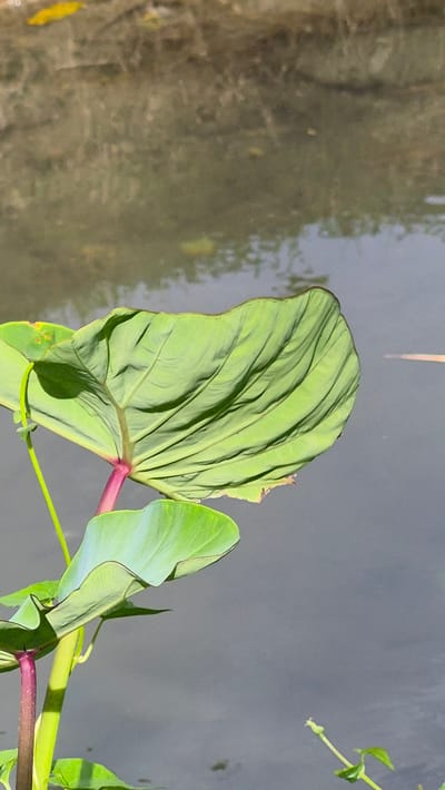 The image shows a large, green leaf with prominent veins growing near a body of water. The water's surface is partially reflective, showing blurred images of trees or vegetation on the opposite bank. The leaf's stem is a reddish-purple color. There are other smaller green leaves and stems visible in the lower right corner. The location is Raya Sanggeu, Indonesia.