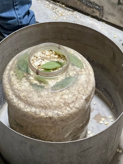 A large, semi-transparent container filled with dried corn kernels sits inside a larger, cylindrical metal container. Several bay leaves are mixed with the corn in both the large container and a smaller, open jar placed on top of it. Scattered kernels lie around the metal cylinder and on the floor to the left. The image is taken from above, looking down into the containers.