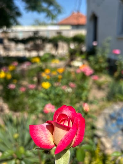 A single, partially opened rose with bright red outer petals and cream-colored inner petals is in sharp focus in the foreground, positioned in the lower right quadrant of the image. The rose stem is visible, covered in fine hairs. In the background, a blurred garden scene unfolds under a bright blue sky. Numerous out-of-focus flowers in shades of pink and yellow dot the greenery. Beyond the garden, a stone wall runs horizontally, with a building featuring an orange tiled roof visible to the left. To the right of the rose, a blurred light-colored building with a dark, arched window is partially visible. The overall impression is of a sunny day in a garden setting, possibly in Belo pole, Bulgaria, given the architectural style and the presence of a well-maintained garden with a variety of flowers. There are no people or animals present in the image.