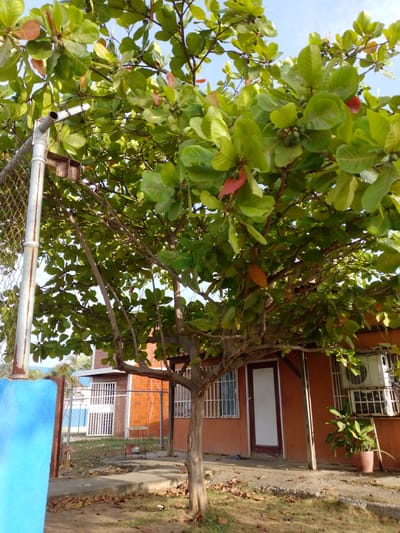 The image depicts a tree with lush green leaves dominating the foreground, with some leaves exhibiting red or orange hues. The tree is situated near a building with a reddish-brown exterior, featuring a white door, barred windows, and an air conditioning unit. A potted plant sits near the building's entrance. A chain-link fence runs along the left side of the frame, adjacent to a blue-painted structure. In the background, another building with white and brick elements is visible. The ground is covered in fallen leaves. Based on the request, this image comes from the city of Barcelona, Venezuela.