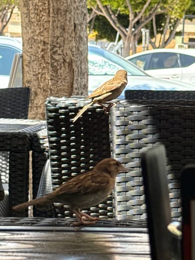 Two small sparrows are perched on the woven wicker backs of outdoor cafe chairs. The sparrow in the foreground is facing left, with its head slightly down, revealing its beak and eye. The sparrow in the background is facing away from the camera, perched higher up on a chair back, with its head turned to the left. The chairs are black and made of a woven wicker material, with one chair in the foreground and another slightly behind it and to the left. In the background, a large tree trunk is visible to the left, with green foliage and branches from trees above casting dappled sunlight. The scene appears to be outdoors, possibly in a cafe setting, with the suggestion of a city environment due to cars visible in the distance. The location is identified as Campillo Del Moro, Spain.