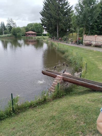 The image depicts a tranquil outdoor scene by a lake on an overcast day, likely in the afternoon given the soft, diffused light. The setting appears to be a park or a well-maintained garden area, possibly in Prachovice, Czechia. A calm, dark lake dominates the left side of the frame, reflecting the cloudy sky and the surrounding greenery. On the far bank of the lake, a charming wooden gazebo with a red, multi-faceted roof stands amongst trees.
Along the right bank of the lake, a paved path runs beside a lush green lawn. This path is lined with several wooden benches, some of which are nestled amongst blooming rose bushes in various shades of red and pink. Lampposts are strategically placed along the path, suggesting it's also a usable area in the evening. A low brick wall with a textured finish borders the grassy area along the path.
In the foreground, a unique feature is a large, hollowed-out wooden trough supported by brick pillars. Water is flowing from the trough into the lake, creating ripples and a small splash. A flock of ducks is gathered in the water near the outflow of the trough, some swimming and others appearing to interact with the water. A thin wire fence separates the grassy bank from the lake.
The overall mood is peaceful and serene. The lush vegetation and the presence of the ducks suggest a natural, yet cultivated, environment. The cloudy sky contributes to the subdued lighting, enhancing the calm atmosphere of the scene. No visible text is present in the image. The image captures a serene moment in a park-like setting.