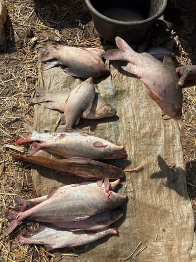 The scene depicts an outdoor fish display in Kokani North, Nigeria, under direct sunlight. Approximately 20-25 freshly caught fish of varying species are laid out on a light brown woven tarp spread over dry, earthy ground mixed with straw and plant debris.

A dark-skinned hand is visible in the upper right quadrant, holding a large, silver-scaled fish, likely for inspection or display. This fish exhibits minor scale damage and visible red coloration around its gills.

Other fish visible on the tarp include:
*   A group of smaller to medium-sized, silver-scaled fish, possibly cichlids, clustered in the upper and middle-left areas.
*   Two larger, elongated, silver-scaled fish with prominent reddish fins in the mid-bottom section.
*   A single, dark-colored, elongated, scaleless fish resembling a catfish, with visible barbels, positioned below the elongated silver fish.
*   A cluster of 4-5 large, robust, silver-grey fish with somewhat pointed heads and reddish fins are arranged at the bottom of the frame.
*   Some fish show evidence of blood near their gills or fins.

In the upper right corner, a dark-colored bucket or basin containing murky liquid is partially visible. A white plastic cap lies on the ground near the upper-left fish. Sharp shadows, including that of the hand, indicate strong overhead illumination.