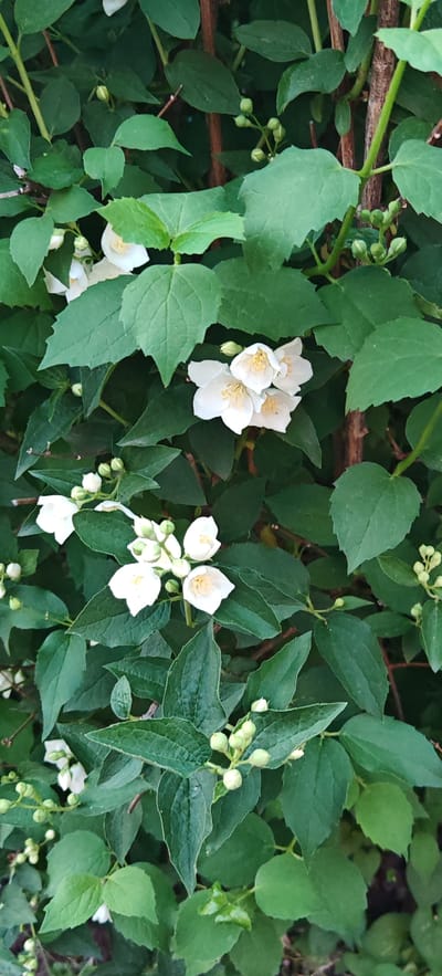 The image is a close-up, vertical shot of a flowering jasmine bush. The bush is dense with lush green leaves and has multiple clusters of white, star-shaped flowers, some fully bloomed and others as small buds. The flowers have yellow stamens in the center. The background is filled with more greenery and some brown branches of the bush. The lighting suggests it is daytime, likely outdoors. There are no people or animals visible in the image. The scene appears to be a natural setting within a garden or park, consistent with the landscape of Altayskoye, Russia, a region known for its flora.