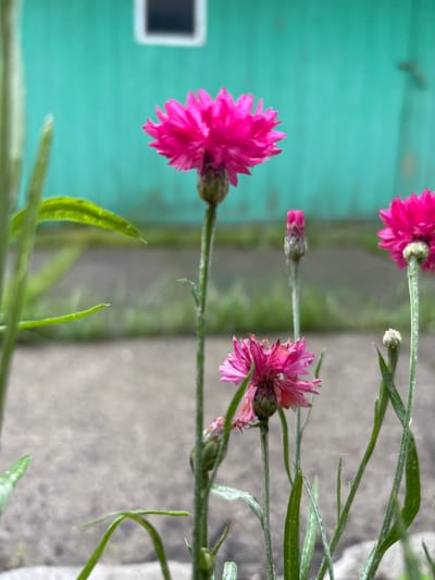 This is a close-up, eye-level photograph of several pink cornflowers in bloom. The flowers are the primary subject, with their vibrant petals and fuzzy stems in sharp focus. In the background, a teal-colored wooden building with a white-framed window is visible, suggesting an outdoor setting, possibly a rural area or a backyard. The ground appears to be concrete or a similar paved surface, with some greenery interspersed. The lighting suggests it is daytime, and the shallow depth of field blurs the background, drawing attention to the flowers. No people are present in the image. The location of Gonja, Russia, is not directly evident from the visual elements alone.