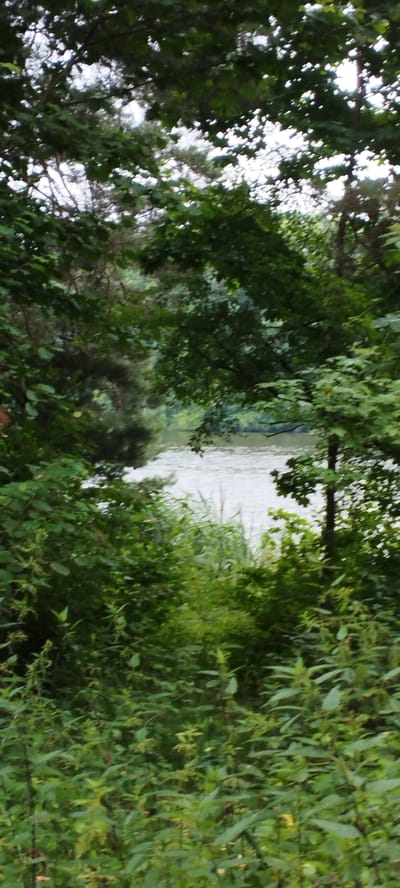The image captures a view of a body of water, likely a river or lake, through a dense frame of green foliage. The water's surface is textured with ripples, reflecting the overcast sky, which appears bright and diffused, suggesting a cloudy or hazy day. The surrounding vegetation consists of various types of trees and undergrowth, characterized by a spectrum of green hues. Some branches and leaves from the foreground obscure parts of the background water and distant trees. The scene suggests a natural, undeveloped environment, possibly a park, forest edge, or waterfront area. There are no people or man-made structures immediately visible.