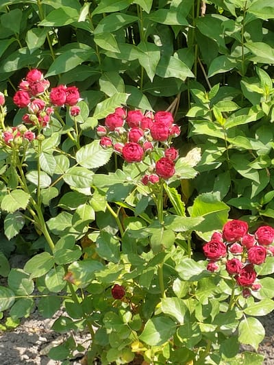 A close-up, eye-level, medium shot captures a cluster of small, dark red rose blooms and their green foliage. The roses are partially open, with visible petals. The background is filled with dense green leaves, and a patch of greyish-brown soil with scattered shadows is visible at the bottom. The scene is likely outdoors, on a sunny day. The location is described as being in the city of Nosivka, Ukraine.
