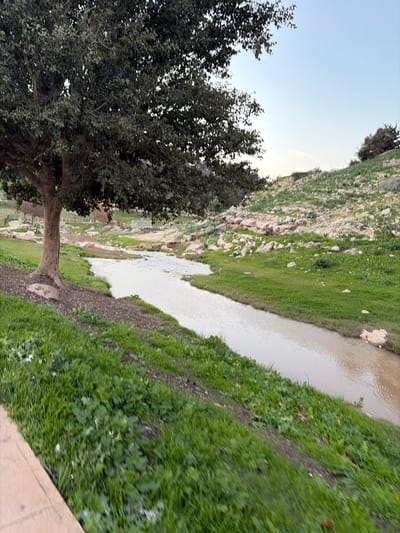 The image presents a natural landscape within the Emek Izrael Regional Council, Israel, under a pale blue sky. In the foreground, the bottom left reveals a segment of a light-colored wooden structure, possibly a railing or boardwalk. Adjacent to this, a dense patch of vibrant green grass and some darker soil covers the immediate ground. A mature tree with a substantial, light-brown trunk and abundant dark green foliage dominates the left side of the frame, its roots visible near the base. The tree's canopy extends across the upper-left and central parts of the image.
A winding, approximately 2-meter wide stream of opaque, light-brown water flows from the mid-ground towards the foreground, positioned centrally within the scene. Its banks consist of irregular strips of green grass and exposed earth. To the right of the stream, a rocky hillside ascends gradually, displaying numerous light-colored stones and sparse green vegetation, interspersed with patches of drier, lighter-colored growth. A small cluster of darker-foliaged shrubs or small trees is visible higher on this hillside towards the right edge. In the distant background on the left, faint structures resembling a light-colored fence and possibly a pathway or road are discernible beyond the stream. The sky is largely clear, exhibiting a pale blue hue with a lighter, whitish gradient near the horizon. No individuals or animals are present in the depicted scene.
