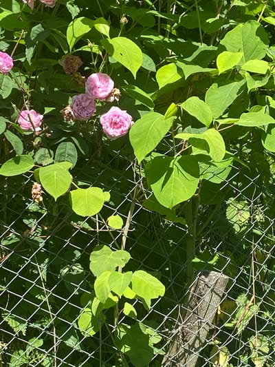 The image shows a close-up view of dense green foliage and several pink roses, partially obscuring a wire mesh fence. The fence is supported by a weathered wooden post. The scene appears to be outdoors, with dappled sunlight filtering through the leaves, suggesting a daytime setting. There are no people visible in the image, and no actions are being performed. The environment is a garden or natural area, with the fence indicating a boundary. The location is the city of Luh, Ukraine.
