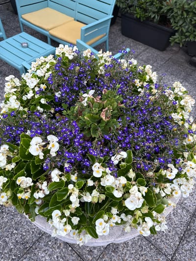 In the city of Sesto San Giovanni, Italy, a close-up, high-angle shot captures a vibrant planter filled with white begonia and purple lobelia flowers. The planter, made of a light-colored, textured material, sits on a grey, textured ground, possibly a patio or walkway. In the background, a bright turquoise outdoor chair with yellow cushions is visible, suggesting a seating area. Beyond the chair, dark green foliage can be seen in black planters, hinting at a garden or landscaped environment. The image focuses on the floral arrangement, showcasing the delicate beauty of the blossoms and lush green leaves.