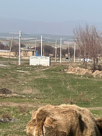 The image displays a rural or semi-rural landscape in Qoraobdol QFY, Uzbekistan, under clear daylight conditions. In the immediate foreground, the back and upper head of a large, brown, shaggy-furred animal, consistent with a yak or cattle, is visible, positioned low in the frame. The midground consists of uneven terrain covered with sparse green and dry grass, dirt patches, and scattered debris. A gray concrete wall or fence structure stands centrally, topped by a blue, rectangular utility apparatus, possibly a water pump. Behind this structure, a line of alternating wooden and concrete utility poles supports multiple overhead lines. A narrow road runs horizontally through the midground, occupied by a dark-colored sedan and a white sedan. Beyond the road, low-rise buildings with light-colored walls are visible among leafless trees. The background features extensive open fields or agricultural land, rising to a range of hazy mountains or hills on the distant horizon under a pale blue sky. No individuals are clearly discernible, and no specific actions or interactions are depicted.