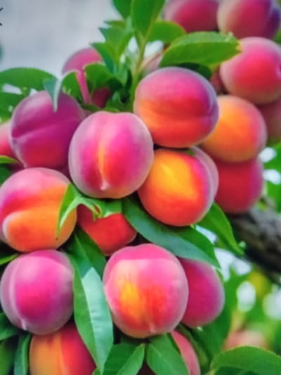 The image displays a close-up of a cluster of ripe apricots on a tree branch, with green leaves interspersed among the fruit. The apricots exhibit a gradient of colors, ranging from deep pink and red to vibrant orange and yellow, with some showing a blush of purple. The fruit appears smooth-skinned and plump. The background is blurred, suggesting a shallow depth of field, with hints of other fruits and foliage further back, and a bright, possibly overcast sky. There are no people or any man-made structures visible. The scene is natural and appears to be in an orchard. The prompt mentions the city of Qorowul, Uzbekistan, however, the image itself does not contain any visual cues to confirm this specific location.