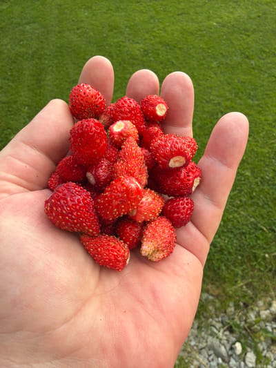A hand holds a pile of wild strawberries. The strawberries are small, bright red, and have visible seeds. The hand is light-skinned and appears to be that of an adult. The background is a blur of green grass and some gravel. The lighting suggests it is daytime, likely outdoors in natural light. There is no visible text in the image. The image evokes a sense of nature and simple abundance.