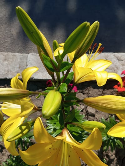 A close-up, high-angle shot captures a cluster of yellow lily flowers and buds against a blurred background of cracked soil and a gray stone structure. The flowers are predominantly yellow with some exhibiting faint brown speckles. Several green buds are interspersed among the blossoms, some partially open. The lighting suggests a sunny day, casting shadows on the stone. The scene appears to be outdoors in a garden or park setting. The location is identified as Velykyi Sukhodil, Ukraine.