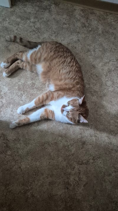 An orange and white cat is lying down on a speckled brown floor. The cat is facing to the right, with its head turned slightly towards the camera. Its eyes are open and yellow, and it has white whiskers. The cat's fur is striped with orange and white. It is lying on its side with its front paws extended. The floor appears to be linoleum or a similar material, with a textured, speckled pattern. The lighting suggests it is daytime, but the specific time of day is unclear. There are no other objects or people visible in the frame. The scene is indoors, likely a home. The cat appears relaxed. No text is visible in the image.
