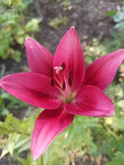 A close-up, eye-level shot captures a vibrant pink lily in full bloom, its petals unfurled and slightly curved. The flower's center reveals prominent dark stamens topped with pollen, and a pale pink pistil. The background is a blur of green foliage and dark soil, suggesting an outdoor garden setting. The lighting appears to be natural daylight, creating subtle shadows and highlighting the texture of the petals. There are no people or any other visible subjects in the frame. The image appears to be taken in an urban garden or park within the city of Dondușeni, Moldova.