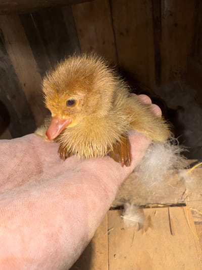 A very young duckling, fluffy and yellow-brown, is cradled in a person's hand. The duckling's beak is a pale pink, and its eye is dark and round. The duckling's downy feathers are prominent, giving it a soft, almost spiky appearance. The hand holding the duckling appears to be a human hand, with visible skin texture and lines. The background suggests a rustic setting, possibly a barn or coop, with rough wooden planks forming the walls. Some loose white feathers are scattered in the background, likely from the duckling or other birds. The lighting is dim, with shadows cast by the wooden structure, suggesting it might be indoors or during evening hours. The overall impression is one of tenderness and care, as the person holds the delicate creature. The location is Shcherbanka, Ukraine.