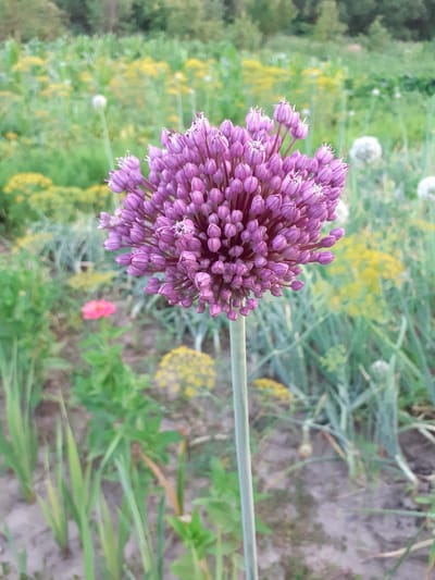 In Deremezna, Ukraine, a close-up, vertical shot focuses on a large, spherical cluster of unopened purple Allium buds. The flower head, positioned in the foreground and slightly off-center to the left, is supported by a slender, light green stem. The background is softly blurred, revealing a garden setting. Various green plants, some with delicate yellow flowers, and a single pink flower are visible. The ground appears to be soil, with some patches of dry leaves and scattered debris. The overall scene suggests a natural, outdoor environment within a garden or field.
