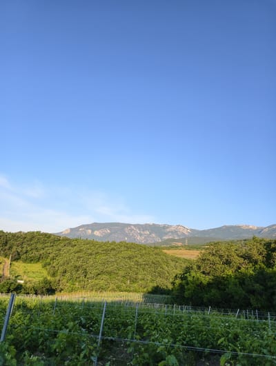 A wide shot captures a vineyard in the foreground, with rows of green grapevines stretching horizontally across the frame. The vines are supported by metal posts and wires. Behind the vineyard, rolling hills covered in dense green foliage rise upwards. In the distance, a rugged mountain range with rocky outcrops is visible under a clear, bright blue sky. The scene appears to be set in the village of Lavrovoe, Ukraine, judging by the context provided. There are no people or animals in the image.