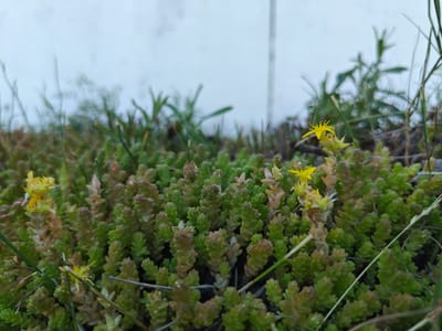 This media file features a close-up, low-angle view of a patch of ground covered in dense, low-growing green succulent plants. Small, star-shaped yellow flowers are scattered among the foliage. Thin blades of grass and other green vegetation are also visible, some reaching taller than the succulents. In the background, a pale, out-of-focus vertical line suggests a wall or structure, and beyond that, a blurry expanse of pale blue likely represents the sky. The lighting suggests it is daytime, possibly overcast or early morning/late afternoon due to the soft light. The image conveys a sense of natural growth and a quiet, earthy scene, with the focus on the texture and detail of the plants. No people, text, or specific events are depicted. The implied location is Краснадворскі сельскі Савет, Belarus.