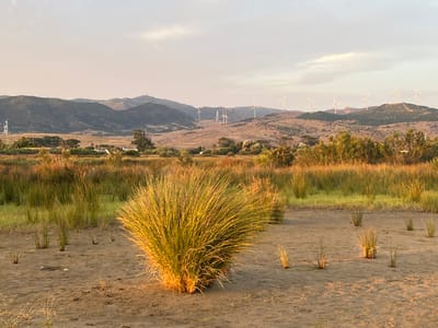 The image depicts a landscape scene with wind turbines on rolling hills in the distance. In the foreground, there is dry, sandy ground with scattered clumps of tall, dry grass and some smaller tufts of grass. Further back, a dense area of green and golden reeds or tall grasses stretches across the middle ground. The sky is overcast with a soft, diffused light, suggesting either early morning or late afternoon. The wind turbines, a common sight in the region, indicate a location with wind resources, characteristic of areas like Tarifa, Spain, known for its wind farms. No people or animals are visible in the image. The overall impression is one of a natural, slightly arid environment with a backdrop of renewable energy infrastructure.