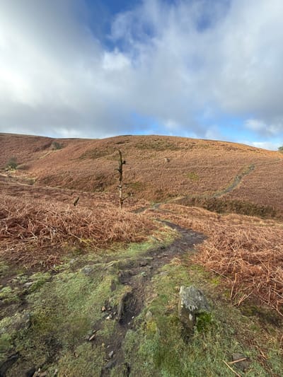 The image depicts an outdoor, rural landscape in High Peak, United Kingdom. A muddy, unpaved footpath, characterized by dark soil and small stones, runs from the bottom center, flanked by patches of vibrant green moss and short grass, and ascends diagonally to the right into the midground. To the right of the foreground path, a moss-covered grey stone is visible. The dominant feature of the midground and background is a series of undulating hillsides, extensively covered in dense, reddish-brown vegetation consistent with dormant bracken or heather. A prominent, skeletal, dark brown dead tree trunk stands in the midground, slightly left of center, surrounded by this brown vegetation. Fainter, winding tracks are discernible across the upper slopes of the hillside on the right. The sky above is partly cloudy, showing a mix of white and grey stratocumulus clouds with distinct patches of bright blue sky. No individuals, animals, or active interactions are present in the scene.