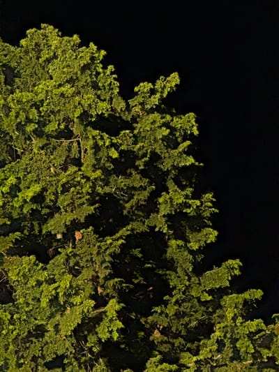 The image shows a dense evergreen tree canopy against a black background, suggesting nighttime. The branches are thick with vibrant green foliage, illuminated from what appears to be a light source positioned above and to the left. Some branches are darker, indicating shadow and depth within the tree. The overall impression is one of natural texture and form, with the dark background emphasizing the illuminated parts of the tree. There are no people, buildings, or other environmental features visible in the image, making it impossible to ascertain a specific location, including Vancouver, United States.